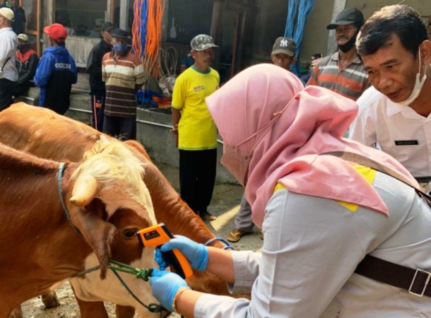 PENCEGAHAN: Petugas Dispertan PP Kabupaten Karanganyar memeriksa kondisi sapi di pasar hewan. (RUDI HARTONO/RADAR SOLO)