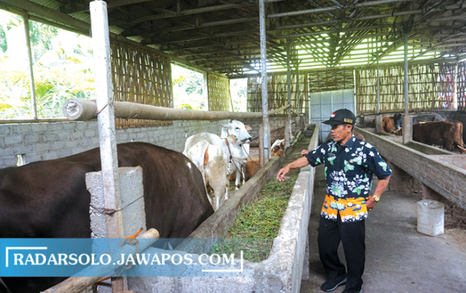 ANTISIPASI: Sejumlah ternak sapi di Desa Pundungan, Kecamatan Juwiring dipantau agar terhindar dari LSD. (ANGGA PURENDA/RADAR SOLO)