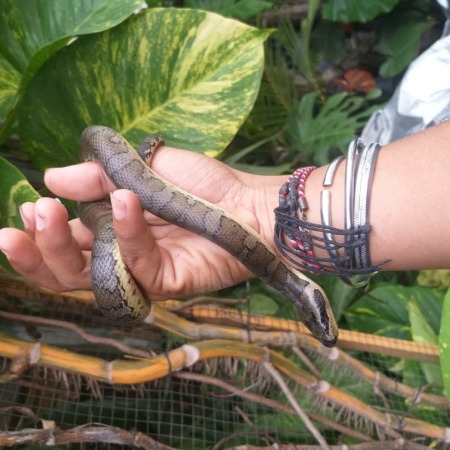 BANYAK HIDUP DI AIR: Ular kadut termasuk jenis yang tidak berbisa. Namun pengetahuan terkait hal itu belum banyak yang paham. (SILVESTER KURNIAWAN/RADAR SOLO)