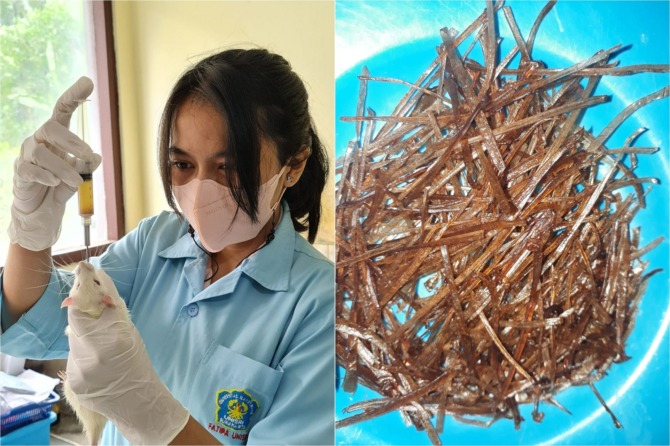 INOVASI PANGAN: Demi keamanan, sebelum diproduksi sampel sempat diuji coba ke tikus putih. Foto kanan, mi bihun dari ketan hitam. (DOK. RACHEL ERDHA CHRISTYANNA)