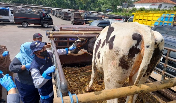 Ilustrasi pengobatan sapi di pasar hewan Jelok, Cepogo belum lama ini. (RAGIL LISTIYO/RADAR SOLO)