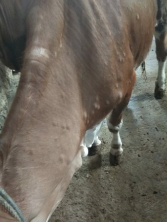 BISA SEMBUH: Benjolan penyakit LSD pada sapi di Pasar Bekonang, Rabu (24/1). (IWAN KAWUL/RADAR SOLO)