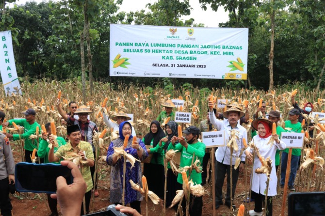 MENGHASILKAN: Panen jagung di Desa Bagor, Miri, kemarin. (AHMAD KHAIRUDIN/RADAR SOLO)