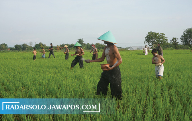 LUMBUNG PANGAN: Petani di Delanggu, Klaten sedang melakukan ritual menebarkan garam dan abu pada lahan pertanian untuk kesuburan. (ANGGA PURENDA/RADAR SOLO)