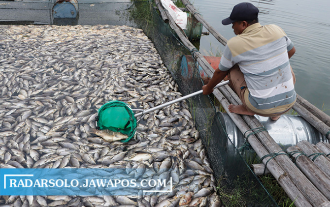 BERHARAP BANTUAN: Petani ikan di keramba Waduk Kedung Ombo Kemusu tengah memindahkan ikan mati yang ada di keramba jaring apung miliknya, Selasa (3/1/2023). (M. IHSAN/RADAR SOLO)