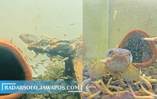 BERGEROMBOL: Indukan ikan channa akan merawat burayak hingga berumur 2 bulan. Pada tahap ini, keeper tidak perlu memberi makan anakan ikan. (SILVESTER KURNIAWAN/RADAR SOLO)
