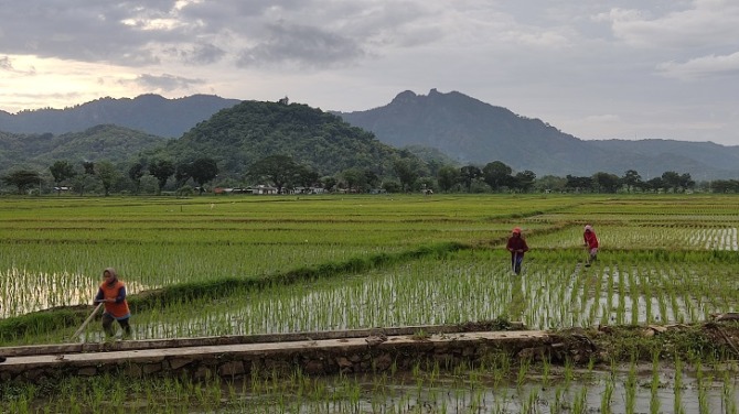 Petani di wilayah Kecamatan Selogiri menggarap sawahnya, Rabu (18/1/2023). (IWAN ADI LUHUNG/RADAR SOLO)
