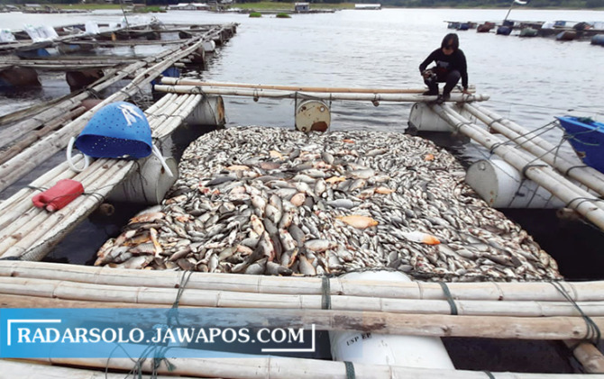 MUSIMAN: Kematian ratusan ton ikan milik petani karamba di Waduk Kedung Ombo Wonoharjo, Kemusu, Minggu (1/1/2023). (RAGIL LISTIYO/RADAR SOLO)