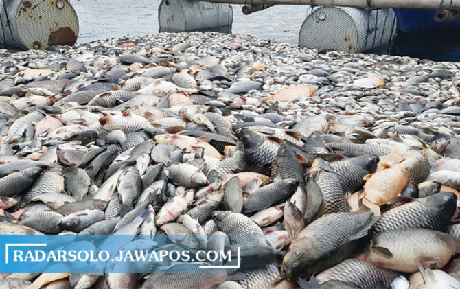 Ilustrasi ribuan ikan yang mati akibat fenomena upwelling di Waduk Kedung Ombo. (DOK. RADAR SOLO)