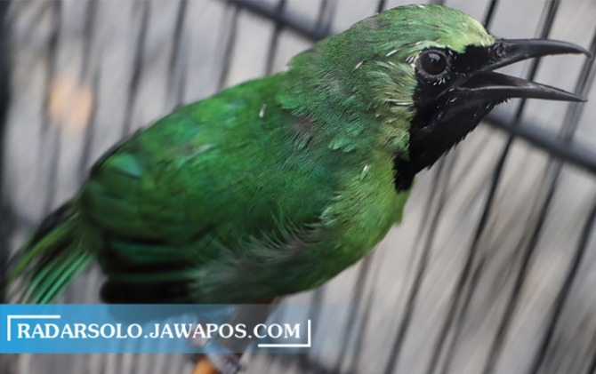 BANYAK DISUKA: Cucak ijo kesayangan Fransiskus Arinta Julianto, warga Cemani, Grogol, Sukoharjo. Burung ini memiliki kemampuan menirukan beragam kicauan burung lainnya. (M. IHSAN/RADAR SOLO)