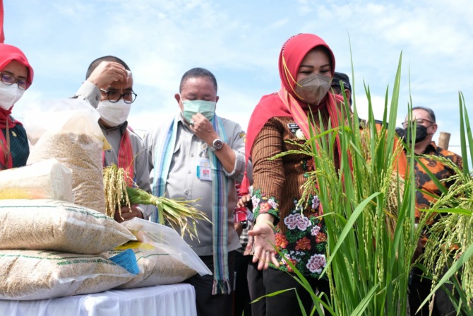 INOVASI: Bupati Klaten Sri Mulyani bersama Kementan melakukan panen raya benih rojolele srinuk dan srinar di Desa Delanggu, Delanggu pada 2022. (DOKUMENTASI DISKOMINFO KLATEN)