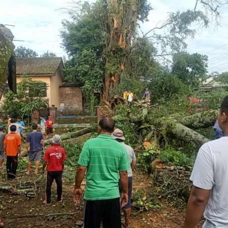 Warga Dusun/Desa Kebon Gulo, Kecamatan Musuk, Boyolali berkerumun menyaksaikan personel TRC BPBD memangkas dahan pohon bulu berusia ratusan tahun yang tumbang, Kamis (9/2/2023). (RAGIL LISTIYO/RADAR SOLO)