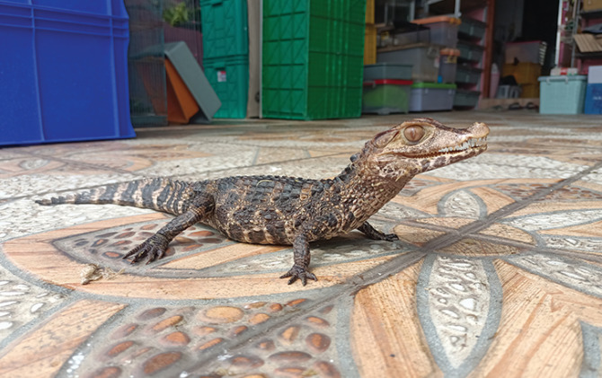 LEBIH TENANG: Cuivers dwarf caiman diminati pecinta reptil tanah air, namun belum banyak yang membudidayakannya. (ISTIMEWA)
