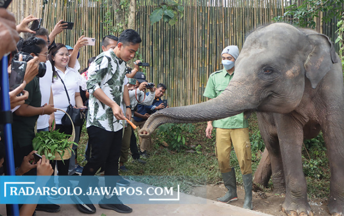 Wali Kota Surakarta Gibran Rakabuming Raka saat meninjau Solo Safari Zoo belum lama ini. Gibran jadi simbol milenial berpolitik. (M. IHSAN/RADAR SOLO)