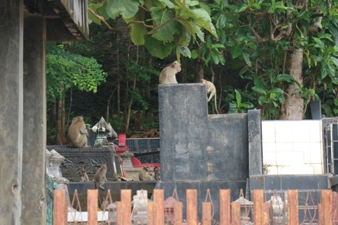 Ilustrasi kawanan kera yang masuk ke area makam di Kelurahan Giriwono, Kecamatan Wonogiri belum lama ini. (IWAN ADI LUHUNG/RADAR SOLO)