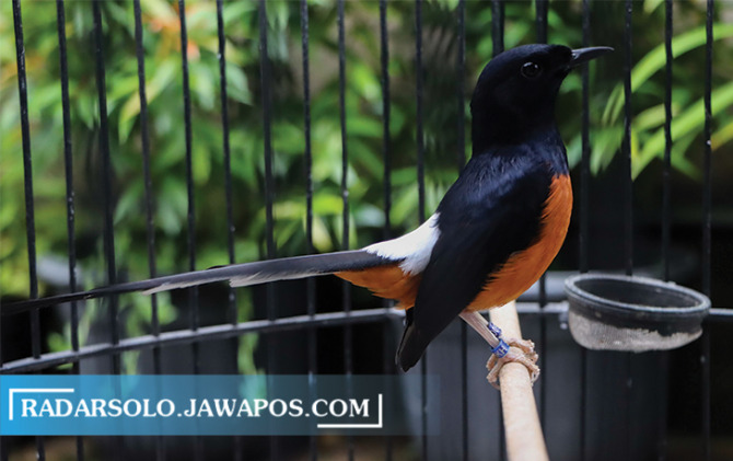 GAGAH: Murai batu koleksi Fransiskus Arinta Julianto, warga Grogol, Sukoharjo. Burung ini memiliki kelebihan dari sisi kicauan dan keindahan ekornya. (M. IHSAN/RADAR SOLO)