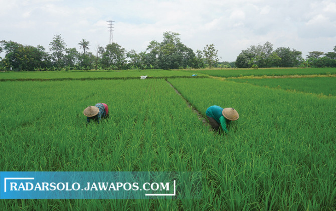 PRODUK LOKAL: Sejumlah petani tampak sedang menanam padi di Desa Sribit, Kecamatan Delanggu, Selasa (14/2/2023). (ANGGA PURENDA/RADAR SOLO)