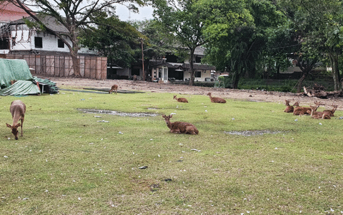 Rusa-rusa Balekembang dititipkan sementara di Taman Sriwedari. (ANTONIUS CHRISTIAN/RADAR SOLO)