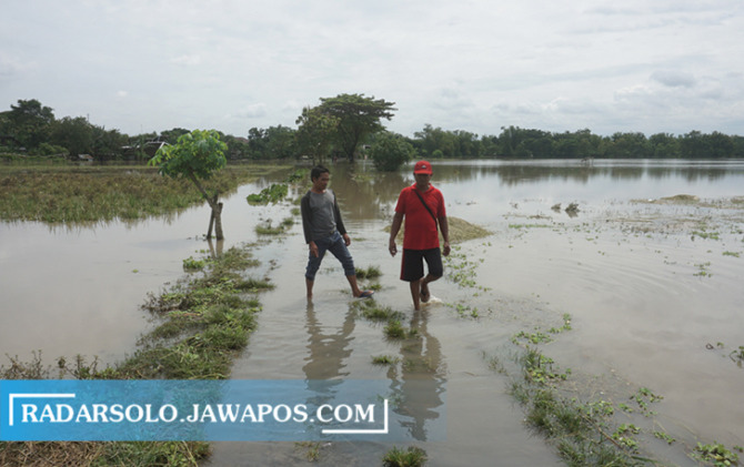 PASRAH: Hamparan lahan persawahan di Desa Bener, Kecamatan Wonosari yang terendam banjir, Jumat (17/2/2023). (ANGGA PURENDA/RADAR SOLO)