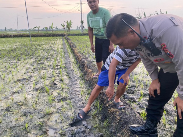 Polsek Ngrampal olah TKP di lokasi jebakan tikus berlistrik pada areal persawahan di Kecamatan Ngrampal. (AHMAD KHAIRUDIN/RADAR SOLO)