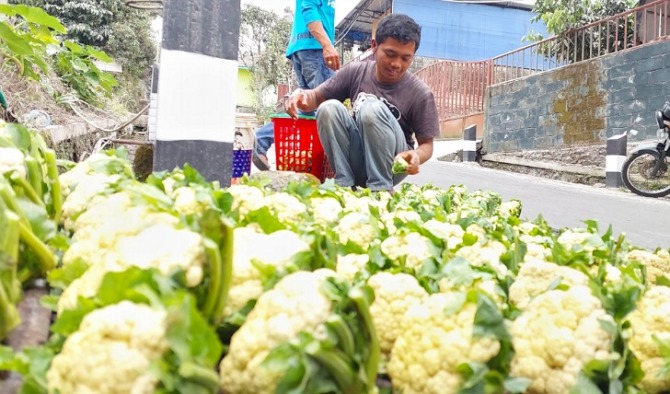 Herman, petani Dusun Ngadirojo, Desa Stabelan, Kecamatan Selo, mencuci bunga kol yang akan dijual ke Muntilan, Jumat (17/3/2023). (RAGIL LISTIYO/RADAR SOLO)
