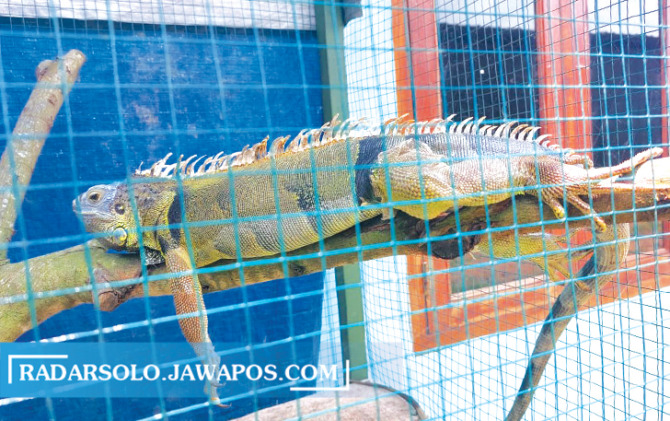 LAGI MAGER: Iguana koleksi Akbar Muhammad Wicaksono yang dirawat dengan baik agar tetap sehat. Kebersihan kandang dan pakan, harus diperhatikan. (AHMAD BAGAS WICAKSONO/RADAR SOLO)