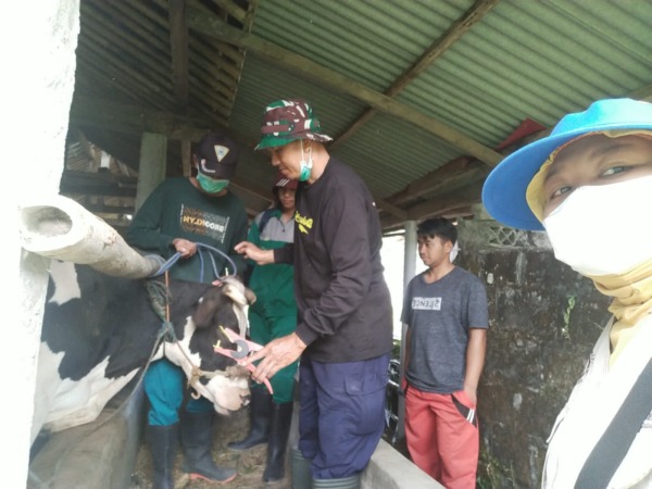 MENULAR: Petugas Kesehatan DKPP Klaten melakukan pemeriksaan ternak sapi di Desa Balerante, Kecamatan Kemalang. (DOK.DKPP KLATEN)