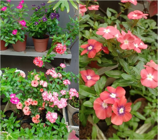 HANYA SEMUSIM: Bunga Tapak Dara atau Vinca sudah dikembangkan secara hybrid. Hasilnya, warna bunga asal Madagaskar ini semakin beragam. (SEPTINA FADYA/RADAR SOLO)