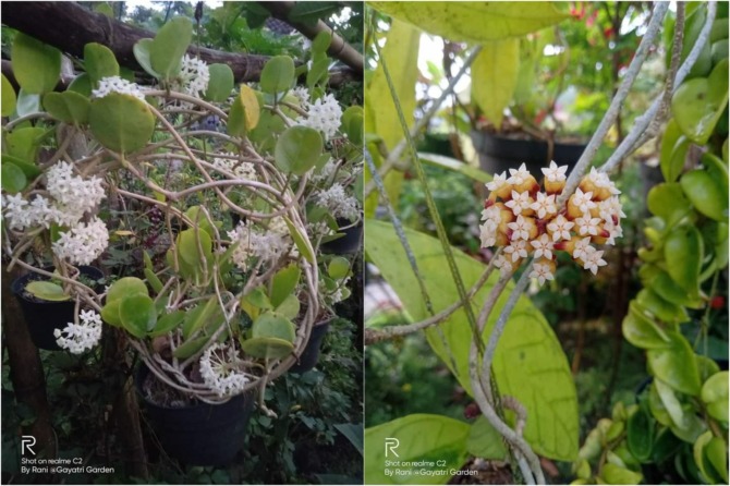 Ilustrasi tanaman hoya. (ISTIMEWA)