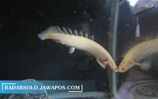 TANPA AERATOR: Palmas albino memiliki sirip pada bagian punggung hingga pangkal ekor menjadikannya mirip naga. Perawatannya cukup mudah. Diantaranya tidak membutuhkan aerator. (ARIEF BUDIMAN/RADAR SOLO)
