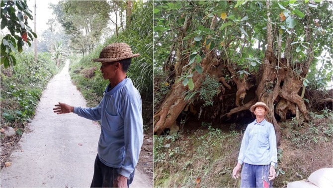 SAKSI SEJARAH: Warga Bangunsari, Desa Klakah, Parli Marwoto, 68, menunjukkan bekas jalan Dusun Pencar dan pohon kinah yang diduga selamat dari awan panas Merapi pada 1954. (RAGIL LISTIYO/RADAR SOLO)