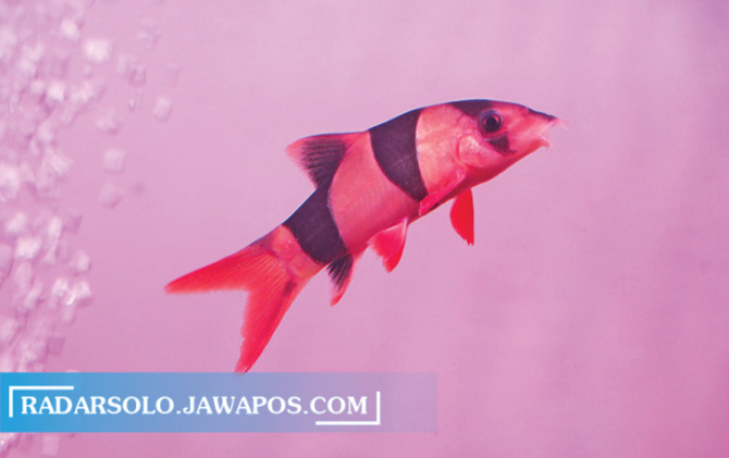 BELANG-BELANG: Botia macan yang dijual Deo di Pasar Ikan Hias Depok. Banderol disesuaikan ukuran tubuhnya. (M IHSAN/RADAR SOLO)