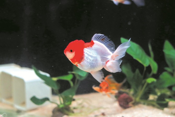 GEMOY: Ikan mas koki jenis oranda red cap banyak disuka karena memiliki warna khas di bagian kepala.  (M. IHSAN/RADAR SOLO)