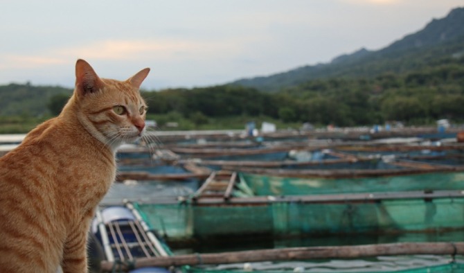 Kucing yang dipelihara Tedi bertugas memburu tikus perusak jaring karamba. (IWAN ADI LUHUNG/RADAR SOLO)