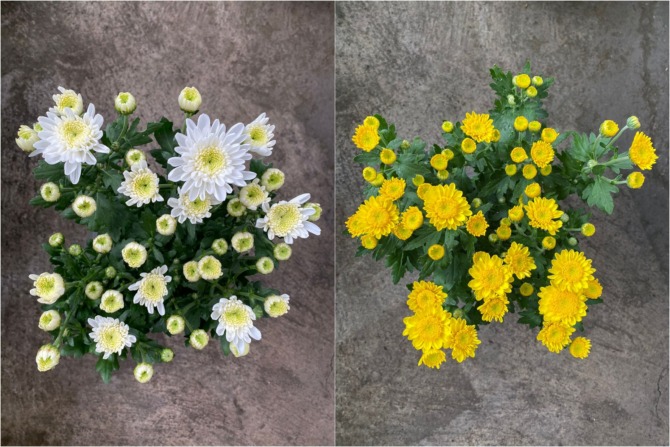 Ilustrasi Krisan Maximum (kiri) dan Krisan Segetum (kanan). (ISTIMEWA)