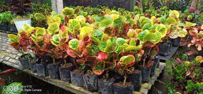 WARNA MENCOLOK: Tanaman Ratu Daun dengan nama ilmiah Codiaeum Verigatum mudah dikembangkan, salah satunya dengan kawin silang. (SEPTINA FADYA/RADAR SOLO)