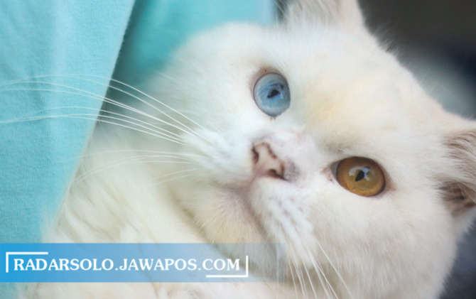 MATA CANTIK: Yuki, kucing hasil persilangan ras himalaya dan persia yang menjadi kesayangan Novella, Athaningrum, siswa SMPN 1 Surakarta. (M. IHSAN/RADAR SOLO)