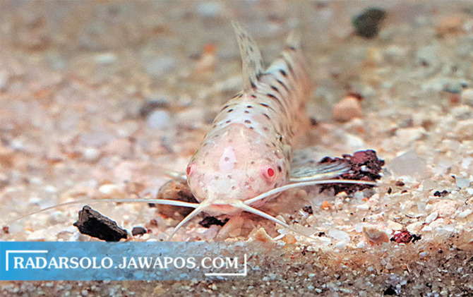 BERBURU SISA PAKAN: Hoplo catfish albino lebih senang beraktivitas di dasar akuarium untuk mencari sisa pakan. Habitat aslinya di Sungai Amazon. (M. IHSAN/RADAR SOLO)