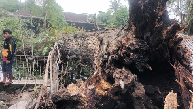 Pohon munggur berukuran raksasa di Umbul Langse, Desa Nepen, Kecamatan Teras, Kabupaten Boyolali tumbang, Rabu (3/5/2023). (RAGIL LISTIYO/RADAR SOLO)