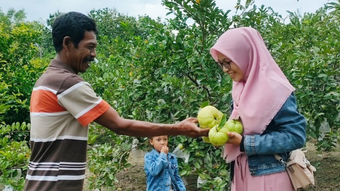 AGROWISATA: Pengunjung bisa makan sepuasnya di kebun dan bawa pulang dengan harga Rp 15 ribu per kg. (AHMAD KHAIRUDIN/RADAR SOLO)