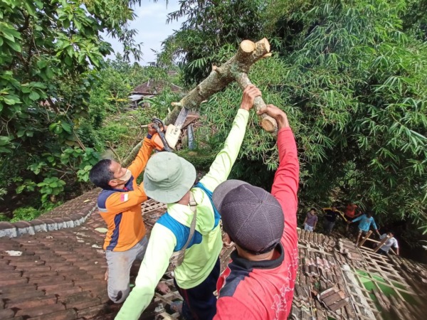 Penanganan pohon tumbang di Desa Singodutan, Kecamatan Selogiri, Kabupaten Wonogiri belum lama in. Angin kencang perlu diwaspadai saat pergantian musim. (IWAN ADI LUHUNG/RADAR SOLO)