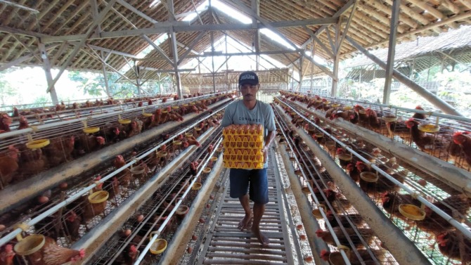 PANEN: Peternak telur ayam di Desa Manggis, Kecamatan Mojosongo. (RAGIL LISTIYO/RADAR SOLO)