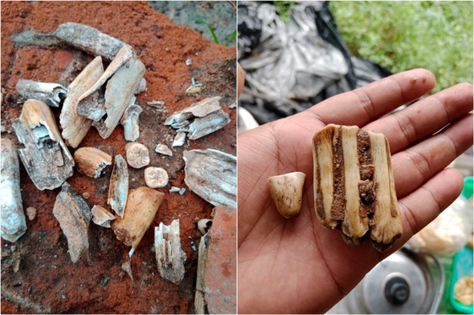 Temuan ODCB berupa gigi Kerbau Jawa era mataram kuno di Dusun Kropakan, Desa Mranggen, Kecamatan Jatinom (Dokumentasi KPCB Klaten)