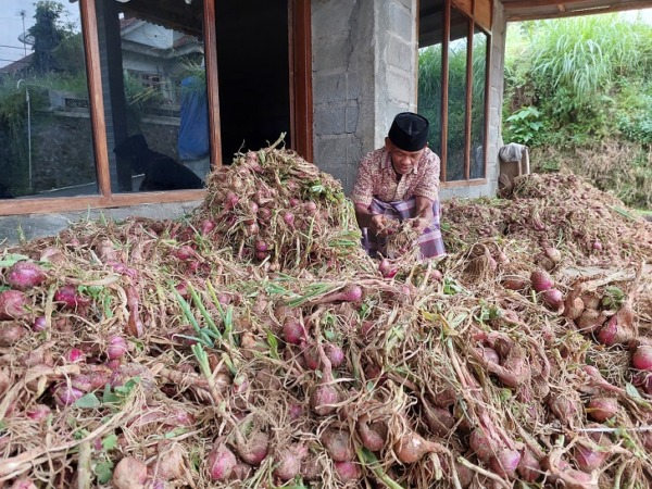 Salam, petani asal Desa Genting, Kecamatan Cepogo, Kabupaten Boyolali memilah bawang merah di depan rumahnya yang baru saja dipanen. (RAGIL LISTIYO/RADAR SOLO) 