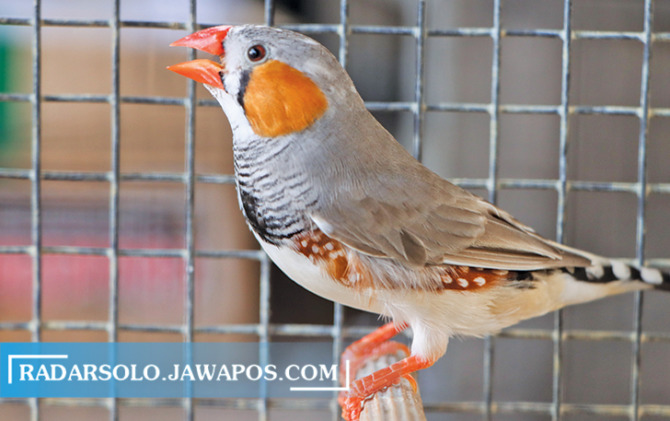 GEMOY: Burung zebra finch yang habitat aslinya di Australia mulai banyak dibudidayakan di tanah air. (M. IHSAN/RADAR SOLO)