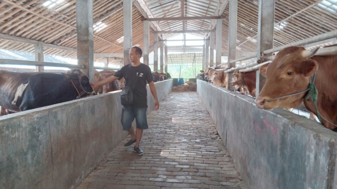 BERSIH DAN SEHAT: Kondisi peternakan dan ternak sapi di salah satu kandang di Kecamatan Nguter, kemarin (20/6/2023). (IWAN KAWUL/RADAR SOLO)