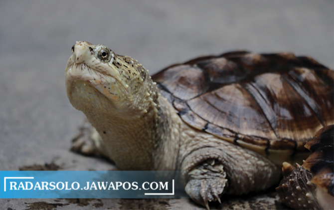 KALEM TAPI AGRESIF: Common Snapping Turtle, kura-kura asal Amerika Serikat dan Kanada ini bersifat agresif. Diukuran tertentu, kekuatan gigi dan rahangnya bisa meremukkan jari. (M. IHSAN/RADAR SOLO)