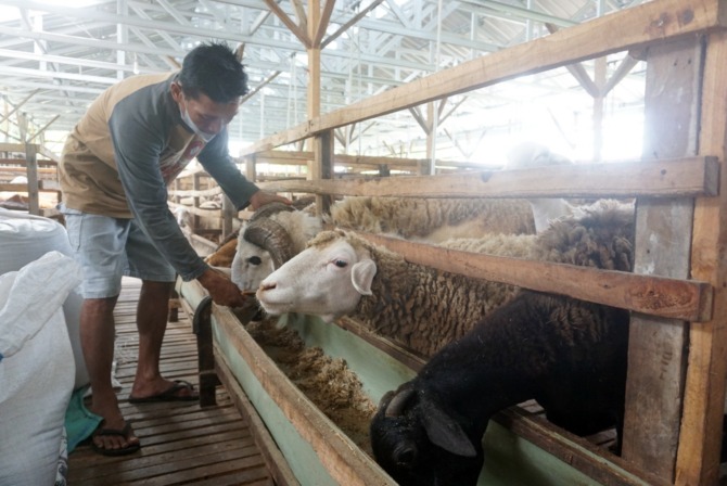 ILUSTRASI: Salah satu tempat ternak kambing dan domba di Desa Sawit, Kecamatan Gantiwarno yang disiapkan untuk Idul Adha. (ANGGA PURENDA/RADAR SOLO)