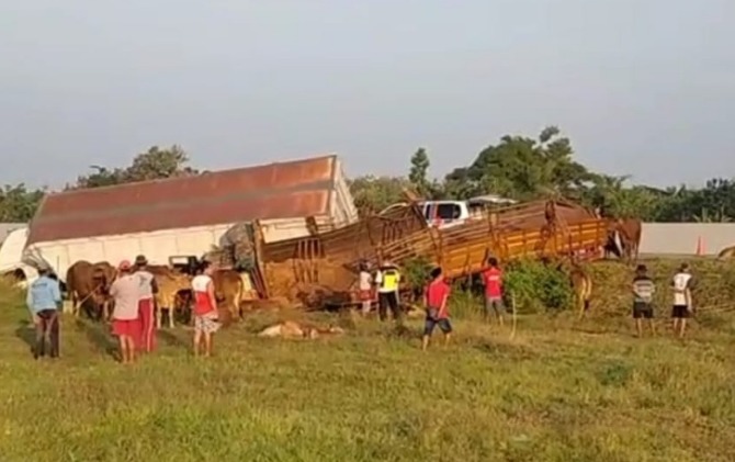 Kondisi truk kontainer pengangkut sapi usai ditabrak dari belakang di Tol Sragen-Ngawi, Sabtu (10/6). (AHMAD K/RADAR SOLO)