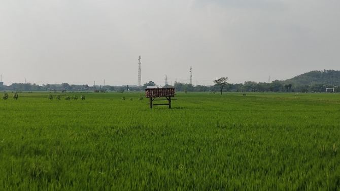 Area persawahan di Kabupaten Wonogiri. Masyarakat, khususnya petani diimbau ekstrawaspada dengan leptospirosis. (IWAN ADI LUHUNG/RADAR SOLO).